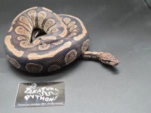 Königspython 1.0 Stranger 66% dh Monsoon Clown 