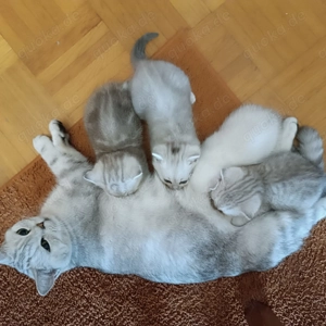 reinrassige BKH Kitten ab 29.12.2025 abzugeben