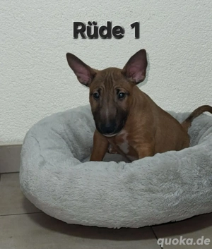 Miniatur Bullterrier Welpen 