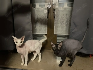 Schweren Herzens müssen wir uns von unseren 2 Sphynx trennen