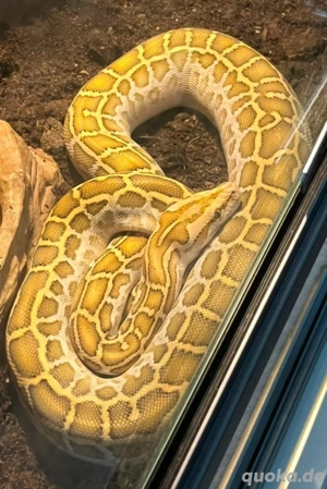 tigerpython weibchen 0.1 