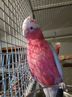 Lieber Körnergeber gesucht! Bild 5