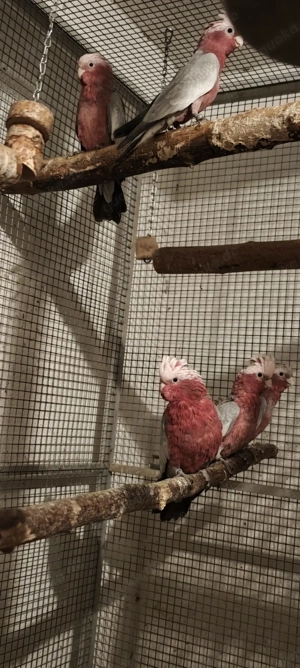 Lieber Körnergeber gesucht! Bild 4