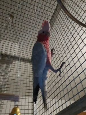 Lieber Körnergeber gesucht! Bild 6