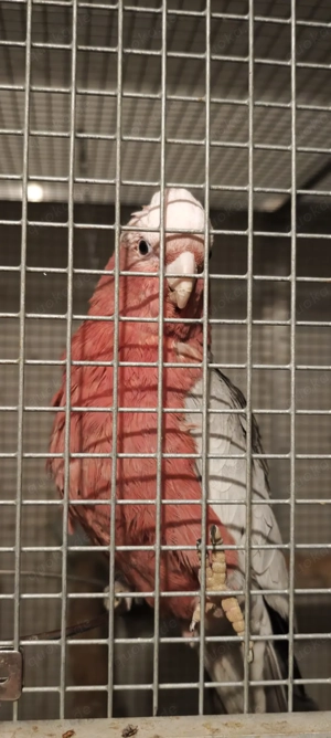 Lieber Körnergeber gesucht! Bild 3