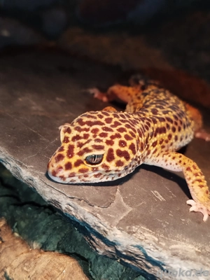 Ich nehme Echsen, Geckos, Varane und Springspinnen auf