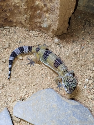 Leopardgecko 0.0.1