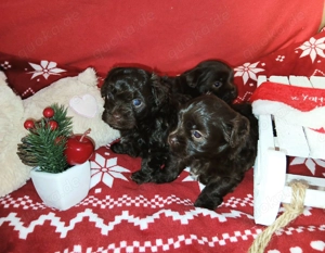 Bollipoo   Bolonka Zwetna+Poodle Welpen in schokobraun