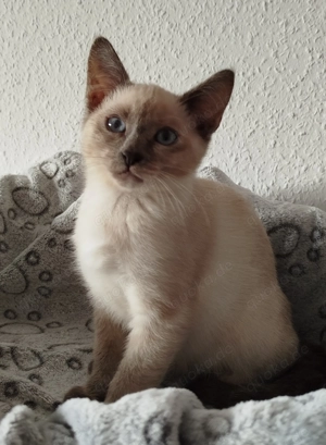 Eine Siamkatze im Tortie-Point-Farbschlag sucht ein liebevolles Zuhause