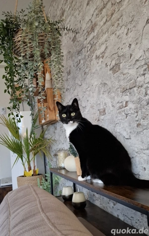 Katzendame sucht liebevolles Zuhause 