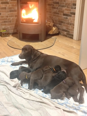 Labrador welpen zu verkaufen 