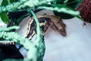 Kronengecko 1.0 abgabebereit 18g