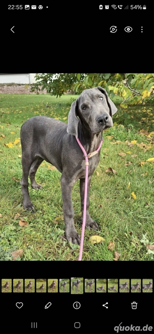 Dobermann Welpen in Blue&Rust und Blue Melanistic 