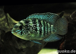 Blaupunktbuntbarsche abzugeben 