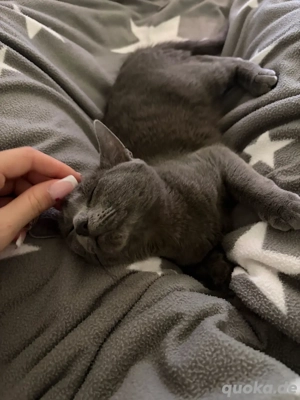 Russich blau x Britisch kurzhaar katze 6 monate alt 