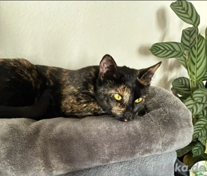 Liebevolle 1-jährige Katze wegen Umzug abzugeben 