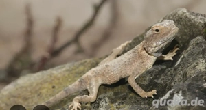 Suche Trapelus pallidus