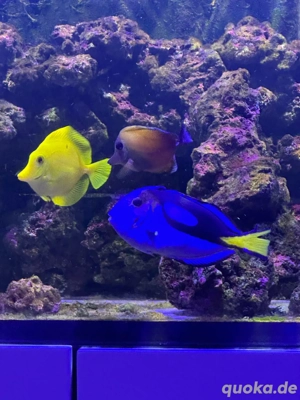 Meerwasseraquarium Paracanthurus hepatus Paletten Doktorfische