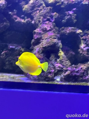 Meerwasseraquarium Zebramosa Flavescens Hawaii-Doktorfisch