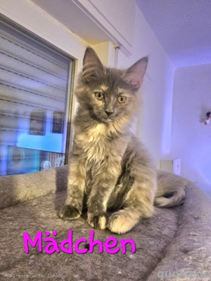 2 zuckersüßes Maine Coon Kätzchen 