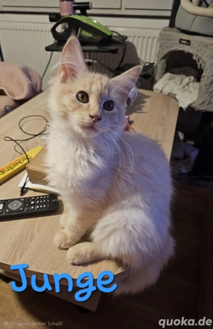 nur noch diese zuckersüßes Maine Coon Kater 
