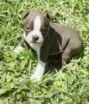 Süße Boston Terrier   Rüden und Hündinnen