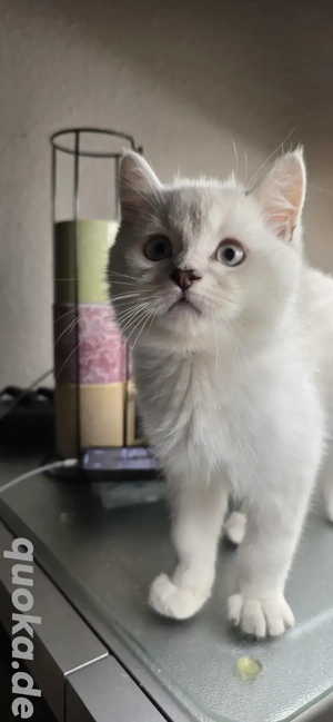 Kater BKH 3 Monaten(Reseviert) 