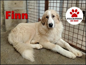 großer junger Pyrenäenberghund Mischlings-Rüde Finn sucht ein Zuhause