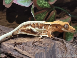 1.0 Kronengecko Männchen Frappuccino 