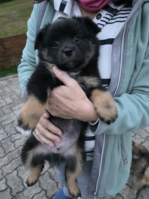 Australian Shepherd Mini Welpen   Mischling  Vater ist Spitz  