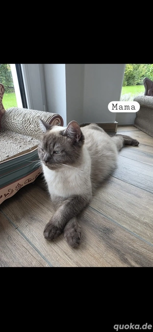 BKH Kitten mit blauen Augen 