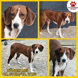 junge süße Bracke Mischlings-Hündin Mei sucht ihre Herzensmenschen