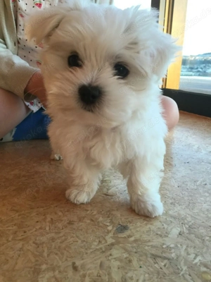  Ich suche ein neues, liebevolles Zuhause für meine Familie.