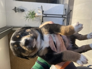 Entlebucher Sennenhund Welpen 