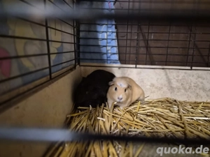 meerschweinchen jungs