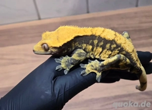 1.0 Kronengecko Männchen Proven Breeder