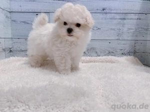 Malteserwelpe zur Adoption