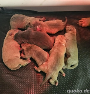 American Bully Pocket welpen