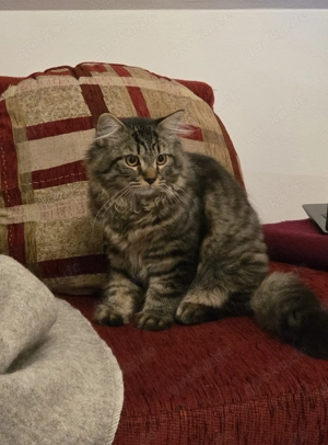 Maine Coon  BKH Mix Kater