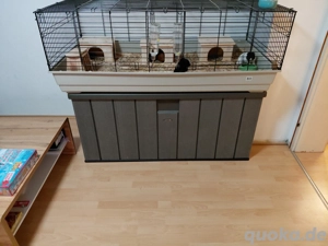 3   junge meerschweinchen Inklusive käfig 