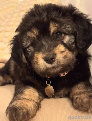 minie maltipo doodle aussie-doodle 