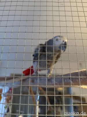 Grau Papagei Pärchen 