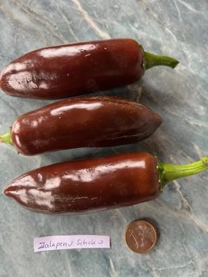 Chilisamen, Chili verschiedene Sorten mild bis scharf Bild 2