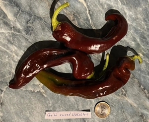 Chilisamen, Chili verschiedene Sorten mild bis scharf Bild 4