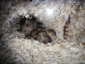 Mongolische Rennmäuse Gerbil Rennmaus Bild 5