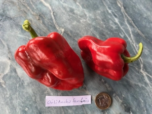 Chilisamen, Chili verschiedene Sorten mild bis scharf Bild 3