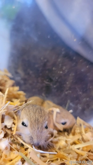 Mongolische Rennmäuse Gerbil Rennmaus Bild 7