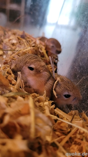 Mongolische Rennmäuse Gerbil Rennmaus Bild 8