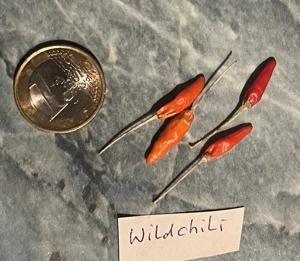 Chilisamen, Chili verschiedene Sorten mild bis scharf Bild 6
