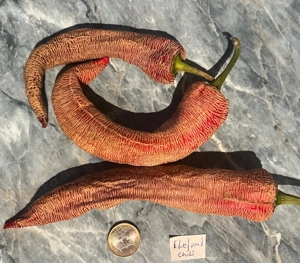 Chilisamen, Chili verschiedene Sorten mild bis scharf Bild 7